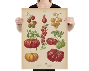 Old Tomato Varieties and Species Illustrative Diagram (1876) Vintage Vegetable Gardening Art Poster