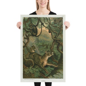 Stara ilustracja Pumy (1898) Vintage Wild Feline Jungle Cat Artwork Poster