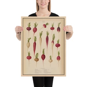 Diagrama ilustrativo de especies de rábanos antiguos (1876) Póster de vegetales de raíz vintage