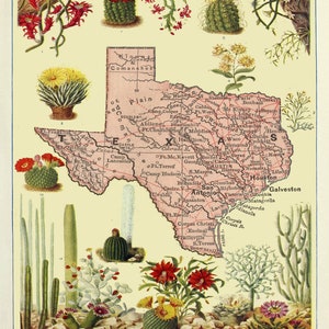 Mapa botánico de cactus de Texas (1920)