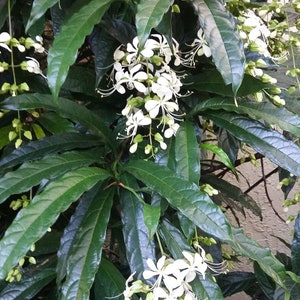 Clerodendrum Wallichii Bridal Veil plant