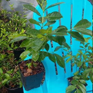 Strawberry - Cattley Guava fruit tree 4.5 inch pot size Organically grown .