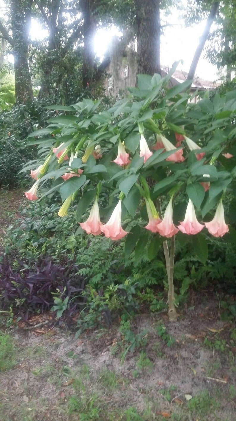 Angel Trumpet cuttings 6 pcs. of unrooted pink Etsy