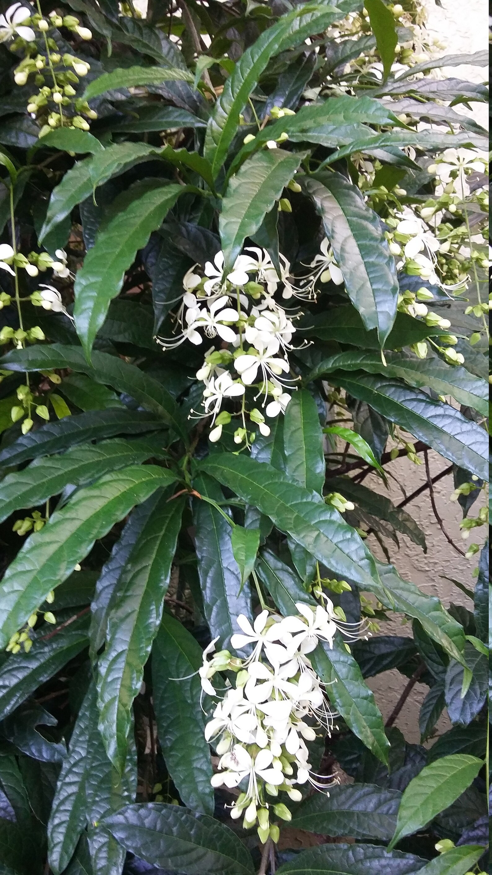 Clerodendrum Wallichii Cuttings Tropical Bridal Veil Etsy