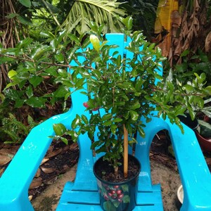 Cherry Barbados acerola tropical fruiting plant 1 gallon size