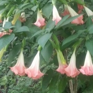 Angel Trumpet Brugmansia  6 pcs. 6&quot; Cuttings un-rooted