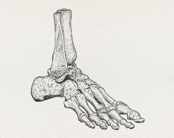 Dessin Squelette de pied style cabinet de curiosité
