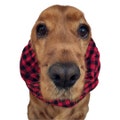 Dog snood - Made of cotton flannel, Country style, Red, Mostard, Green olive, Ros\u00e9, Protects your dog long ears from grass seeds and dirt