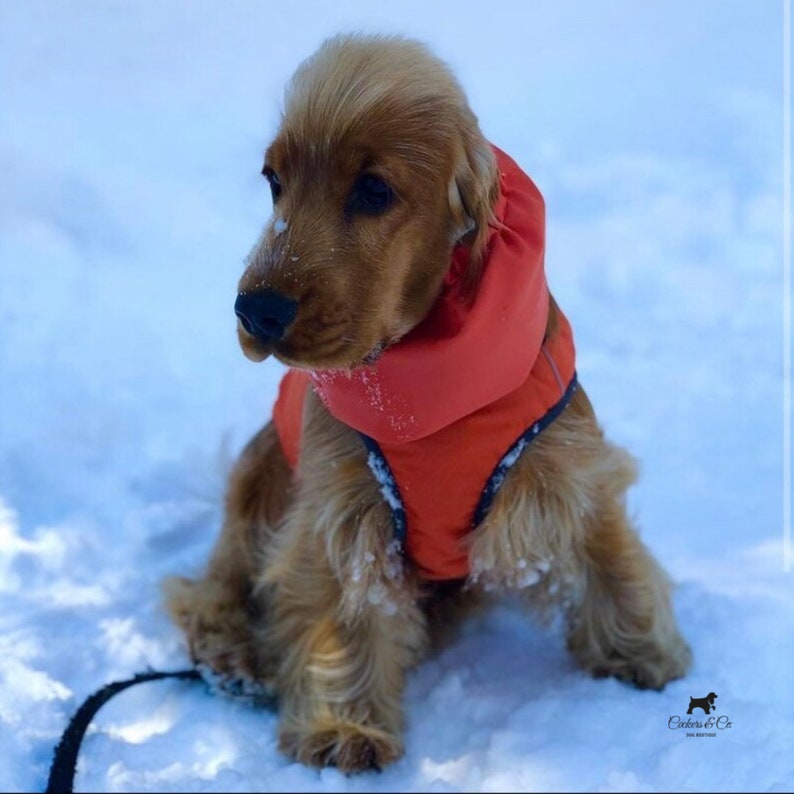 Tour de cou imperméable pour chien Protège les longues oreilles de votre chien de la pluie, de la neige et de la saleté, prévenant les otites et autres otites image 8