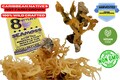 Wildcrafted St. Lucia Sea Moss: Organic Irish Moss Superfood
