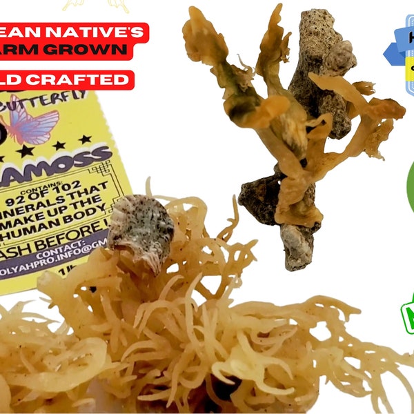 Raw SEA MOSS Wildcrafted 1oz-50lb _ Raw Sea moss Valentine Sale Irish moss Gift full spectrum _ conchus crispus_Dr sebi sea moss 8 butterfly