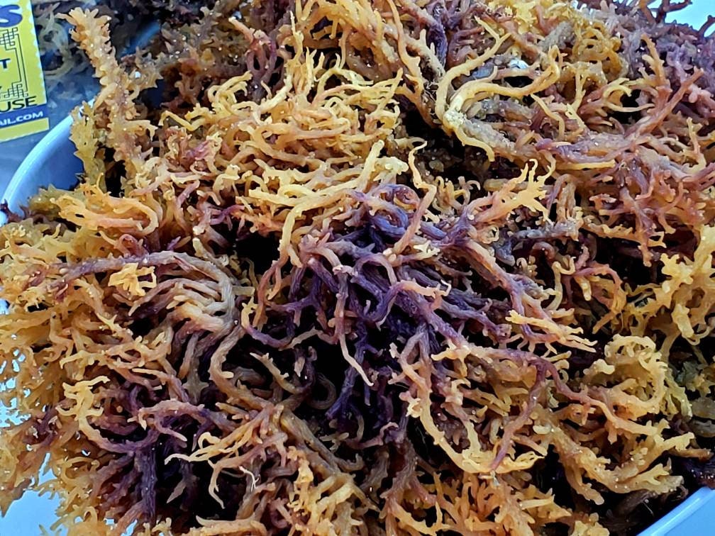 different sea moss