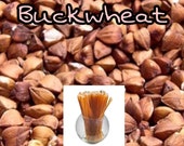 Buckwheat - Honey Sticks -100% Natural, Raw & Unfiltered Honey Sticks (Buckwheat)