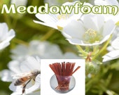 Meadowfoam - Flavor Infused, 100% Natural, Raw & Unfiltered Honey Sticks  (Meadowfoam)