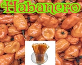 Habanero - Flavor Infused, 100% Natural, Raw & Unfiltered Honey Sticks  (Habanero)