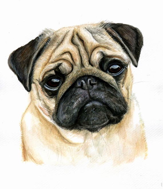 不機嫌なパグの水彩画オリジナル / 犬好きの方へのかわいい面白い犬の