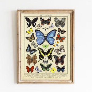 Antieke vintage stijl vlinder grafiek poster | Vintage insectenvlinder illustratie afdrukken | Taxidermie Wall Art Decor