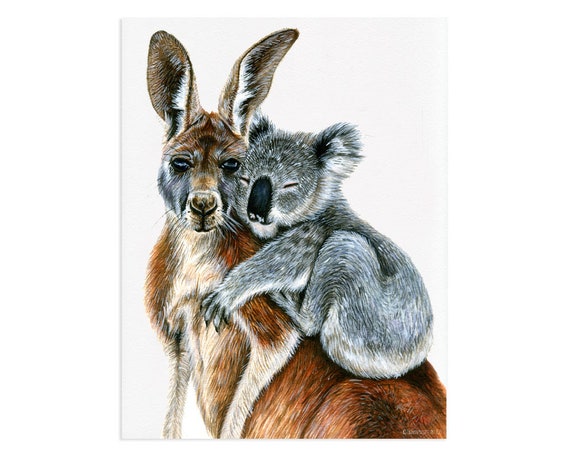 Koala Bears & Kangaroo Koala Bears & Kangaroo