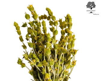 Premium Griekse bergthee Sideritis Scardica 220 g - 1,95 kg | Hele bos | Oogst juni 2025 | VS DDP: geen importkosten