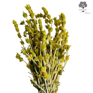 Premium Greek Mountain Tea Sideritis Scardica 220g - 1.95Kg | Whole Bunch | Harvest  June 2025