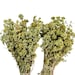 Greek Dried Mountain Oregano – Premium Grated Origanum Vulgare, Pantry Essential