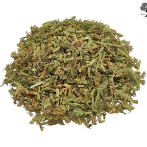 Erba comune di licopodio essiccata 25 g (0,9 oz) - 1,95 kg (68,8 oz) Lycopodium clavatum