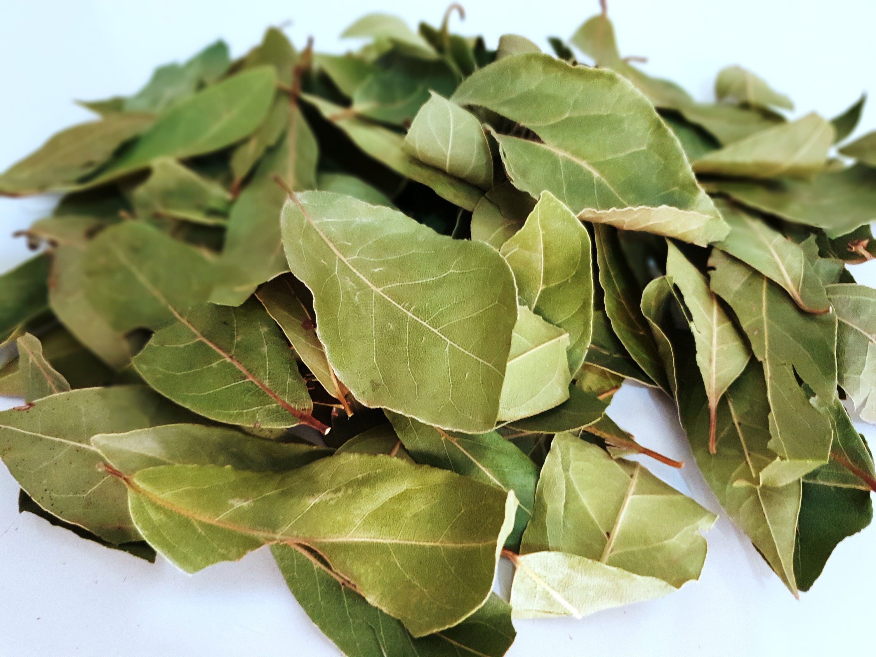 Wild Greek Dried Bay Leaves Laurel 85 grams 1.95 KG Harvest Etsy