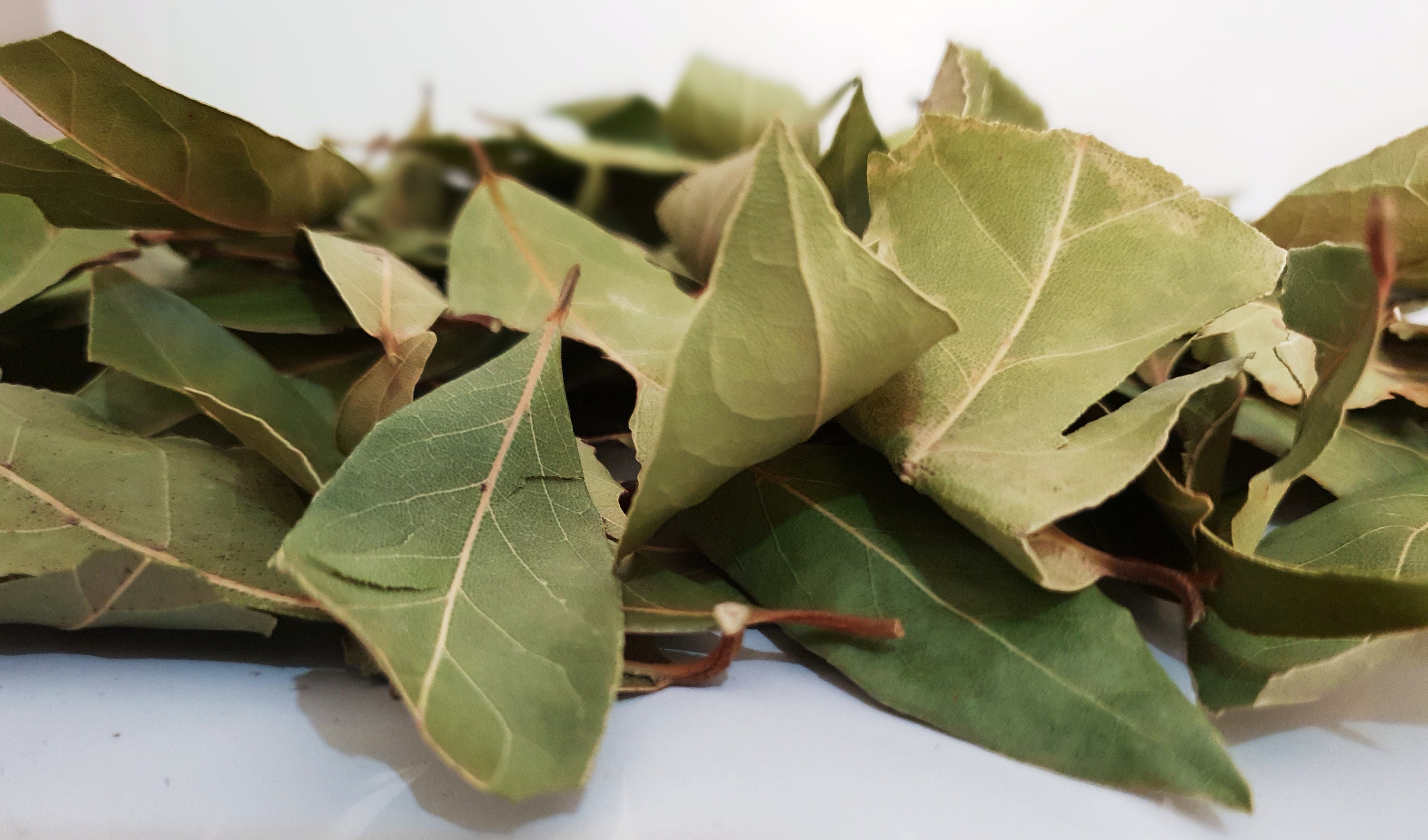 Wild Greek Dried Bay Leaves Laurel 85 grams 1.95 KG Harvest Etsy