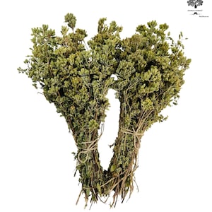 May include: A bunch of dried oregano tied together with twine. The oregano is a light green color and has a slightly brown hue.