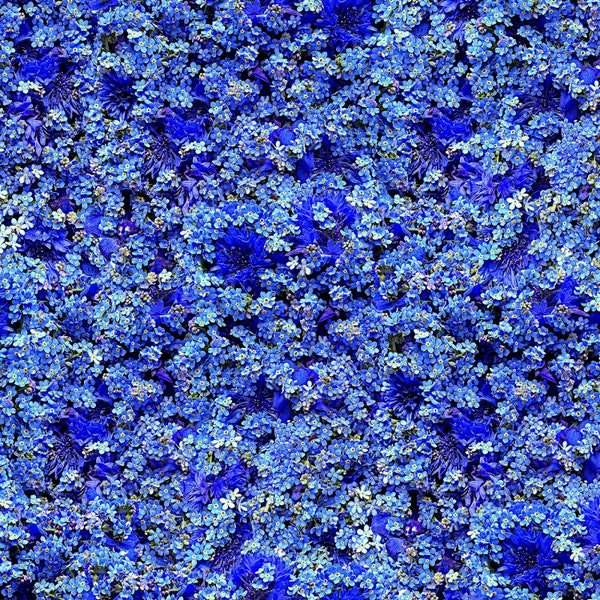 Hand Picked, Forget Me Not, Blue Floral, Packed Flowers, Maywood Studio 100% Cotton Fabric