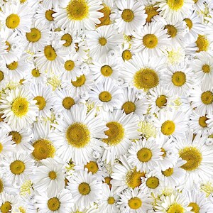 Hand Picked, Forget Me Not, White and Yellow Daisy Delight, White Floral, Packed Flowers, Maywood Studio 100% Cotton Fabric