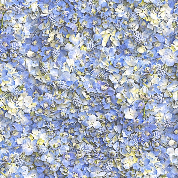 Hand Picked, Forget Me Not, Pale Blue Floral, Packed Flowers, Maywood Studio 100% Cotton Fabric