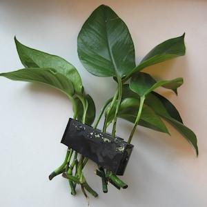 Aquaponic Aquarium Plant Holder for Pothos & Monstera | Nitrate-Reducing Plant Decor for Freshwater Aquariums and Fish Tanks