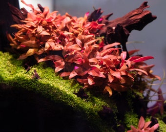 Alternanthera Reineckii Mini, Red Freshwater Aquarium Plant