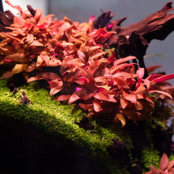 Alternanthera Reineckii Mini, Red Freshwater Aquarium Plant