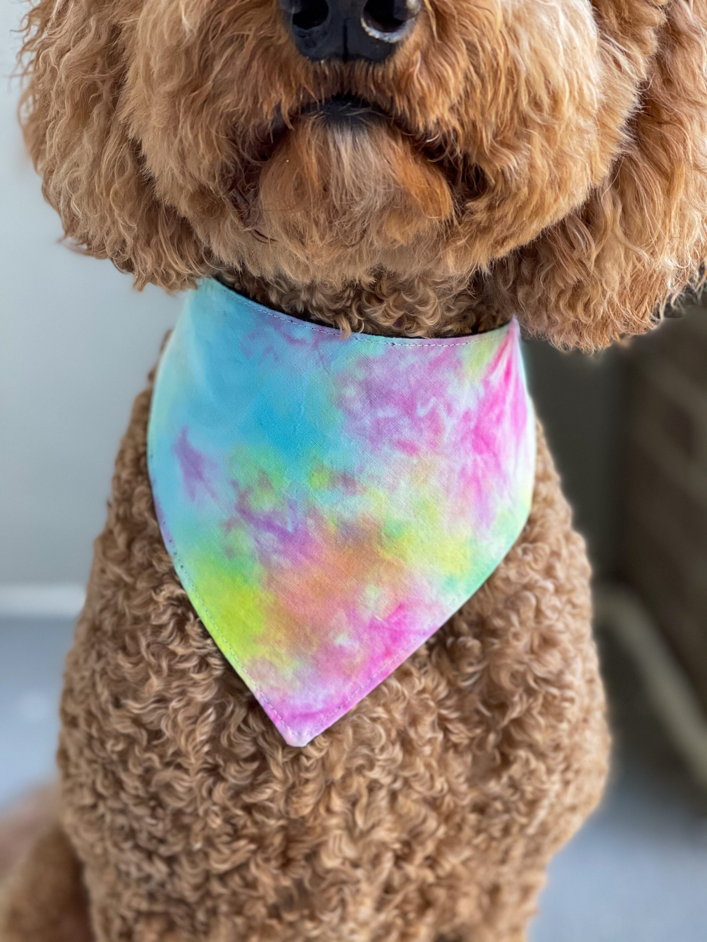 Rainbow Tie Dye Dog Bandana HAND DYED Color Splash Etsy