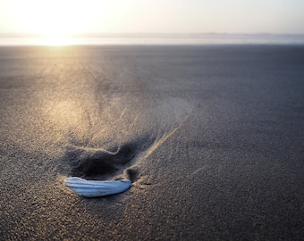 Seashell on Beach as Sun Sets - Nature Photography - Photo Print