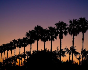 Sunset and Palm Trees - Nature Photography - Landscape Photo Print