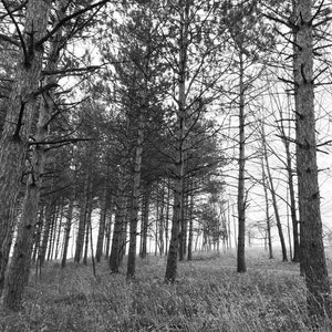 Black and White Nature Photo Print - Trees - Winter