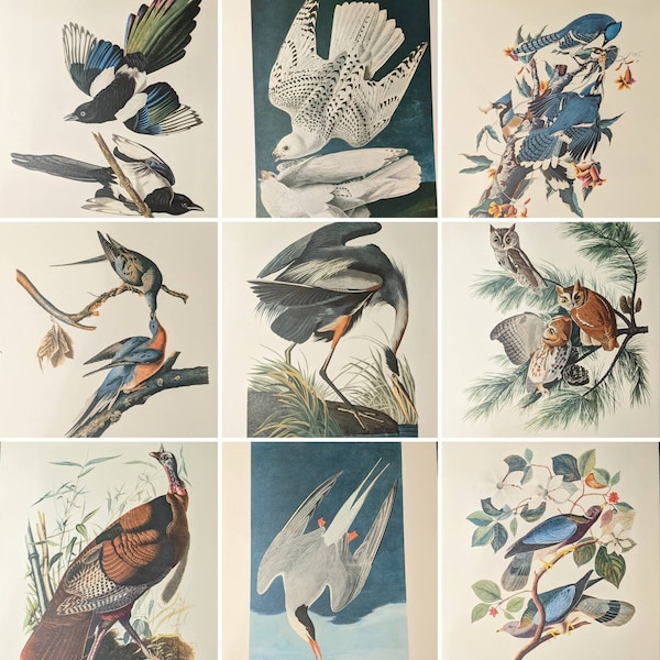 Large Audubon Framed Prints - Etsy