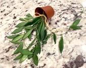 Hoya sp. DS 70 Bilobata Fully Rooted Starter Plant