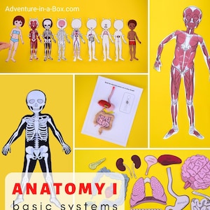 May include: A colourful anatomy learning set with paper cutouts of the human body, including the skeletal, muscular, circulatory, digestive, and nervous systems. The set includes a title card that reads "Anatomy I basic systems".