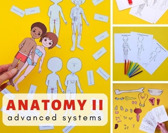 Human Body Unit Study II
