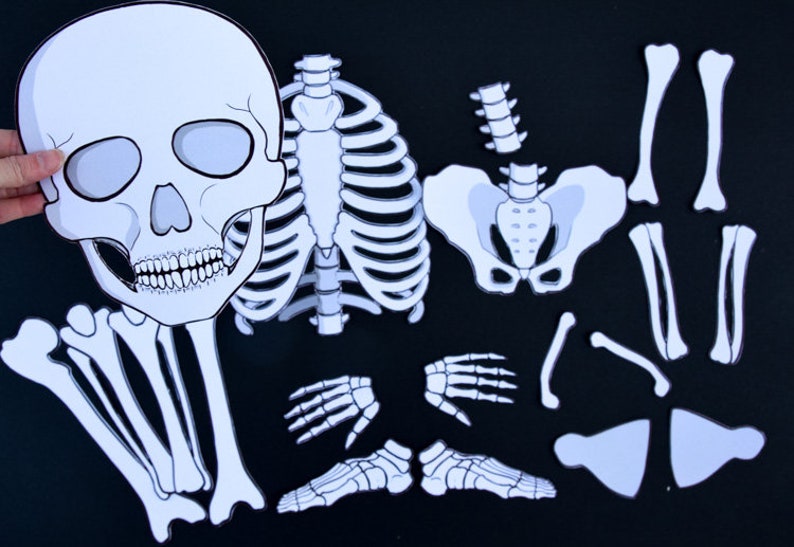 Bones system. Макет скелета для детей. Бумажный скелет. Скелет по частям. Модель скелета из бумаги.