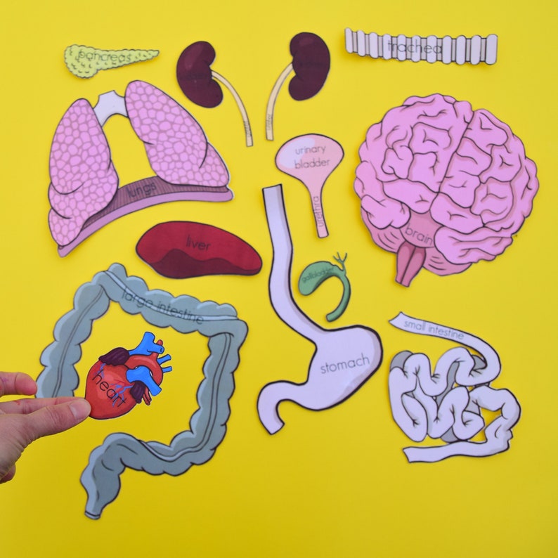 LifeSize Human Body Anatomy Paper Models 6 Body Systems Etsy