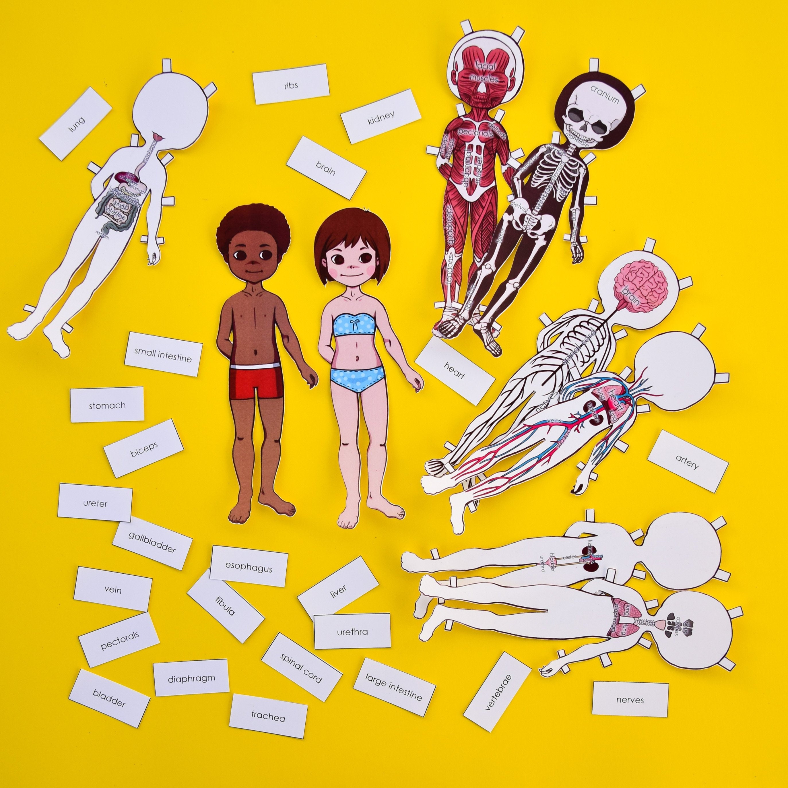 Printable Anatomy Paper Dolls Etsy España