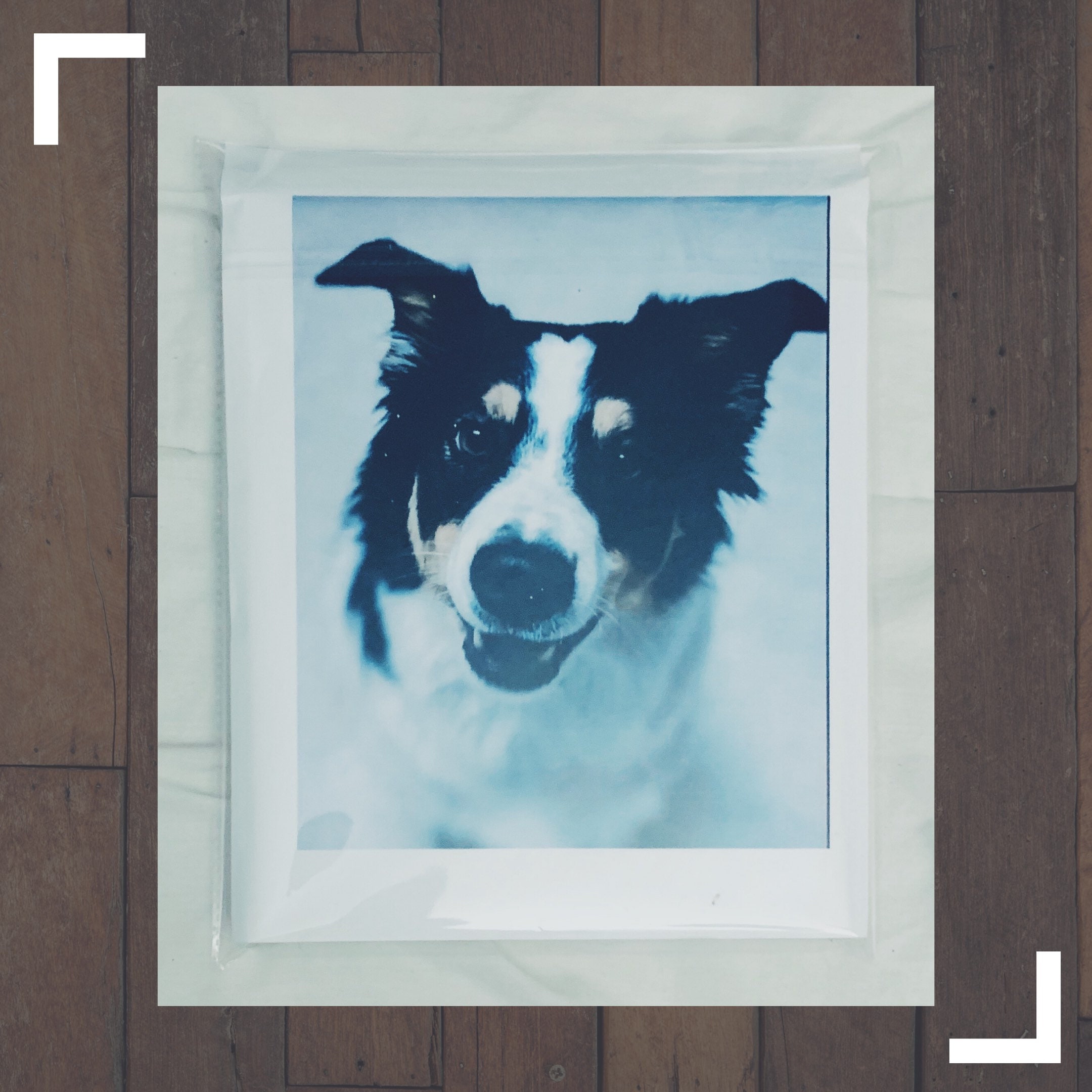 Custom Paint by Numbers Pet Portrait Kit Intermediate Etsy