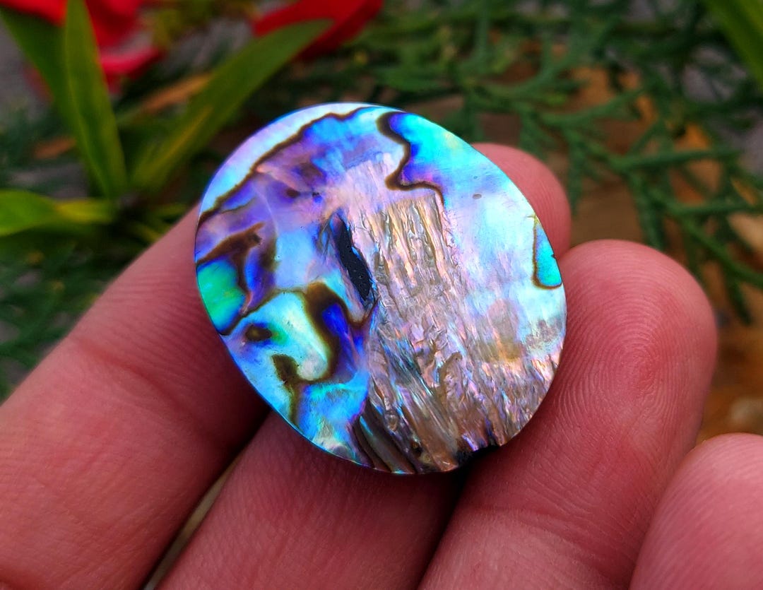 Abalone Shell, Natural Iridescent Flashy Abalone Shell, Mother of Pearl ...
