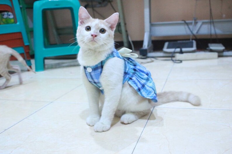 Jolie robe bleu pour chat jolie robe pour chat sphynx et Etsy