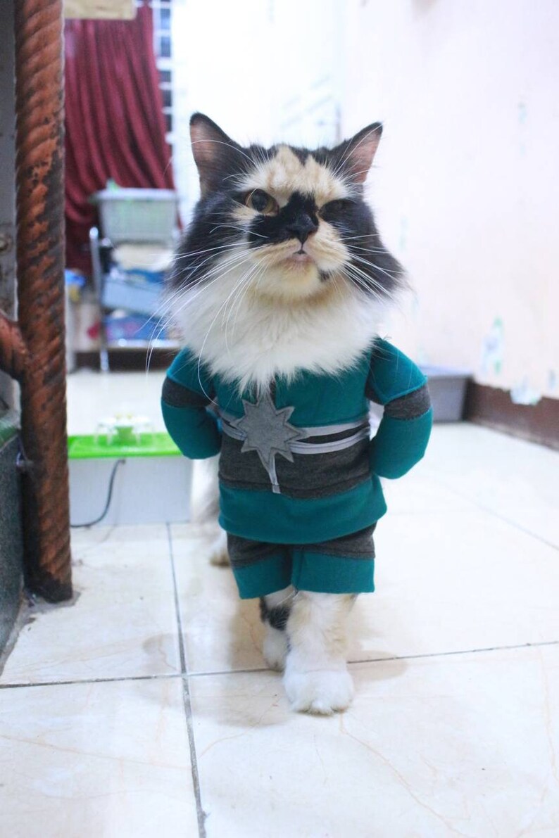 Costume Capitaine Merveille Originale Pour Chat Ou Petit Etsy